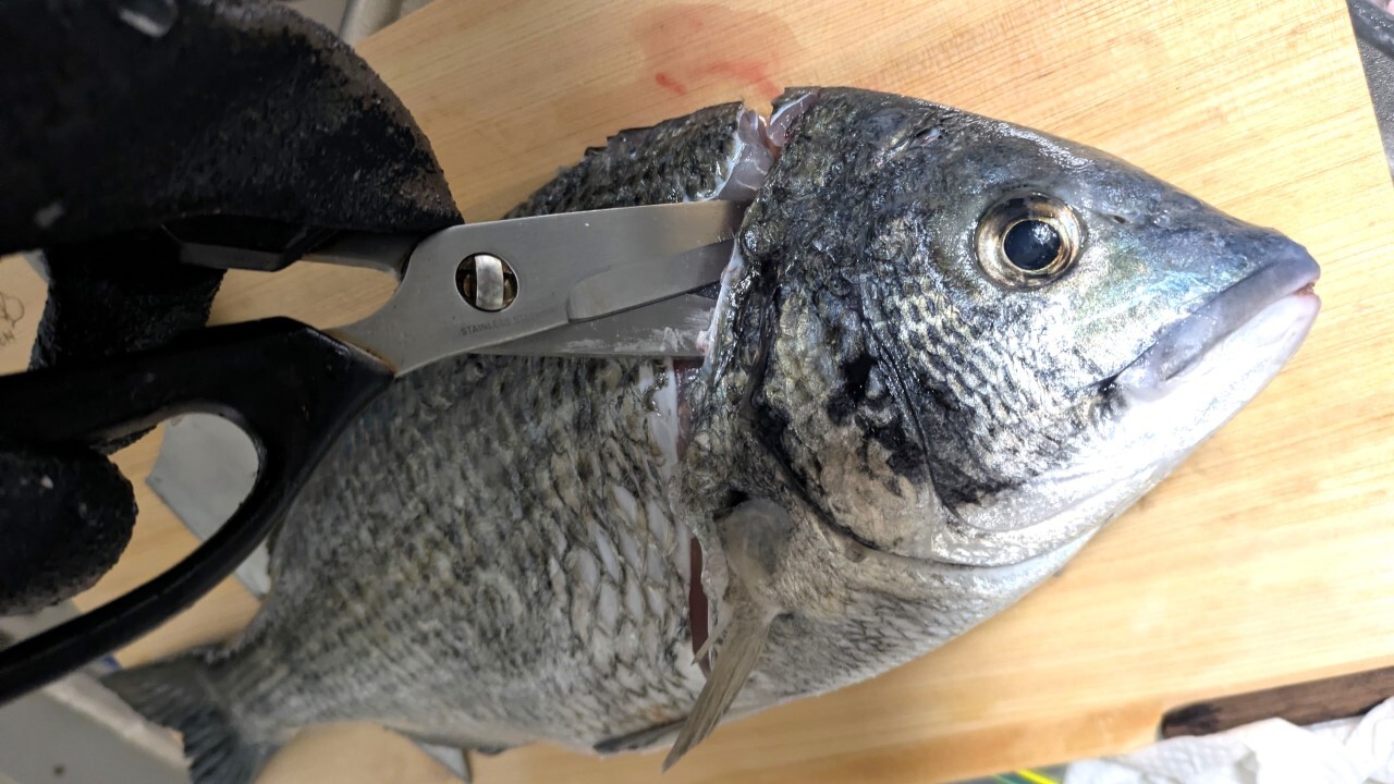 貝印 キッチンはさみSELECT100で魚の頭を落とす