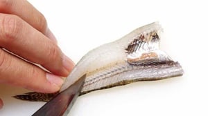 初めてでも失敗しない「ハゼのさばき方」サイズ別で分かる下処理からの全手順