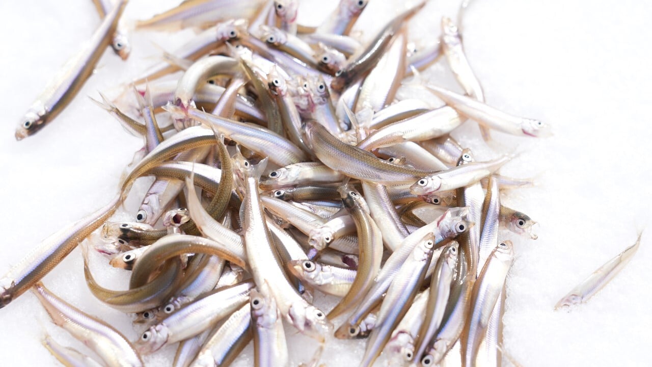 桧原湖のワカサギ