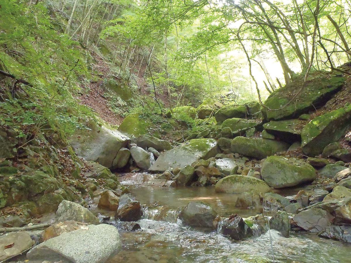 イワナ・ヤマメ釣り 山梨県・桂川水系 | つり人オンライン