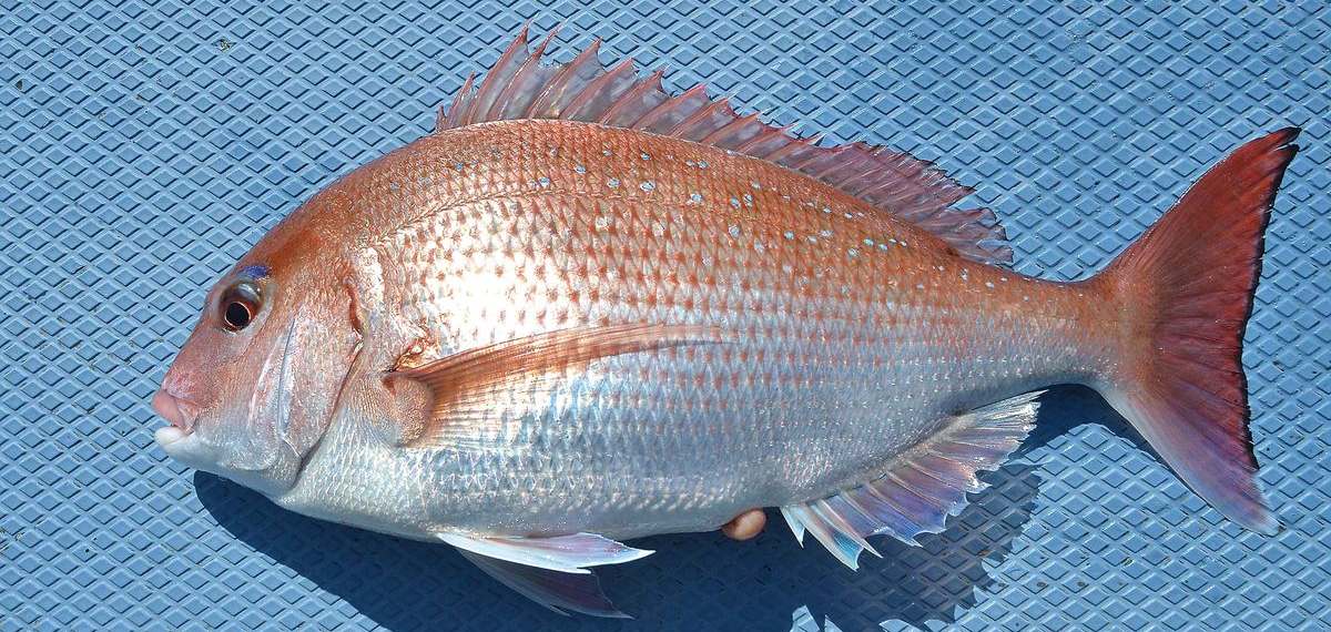 マダイの全体像