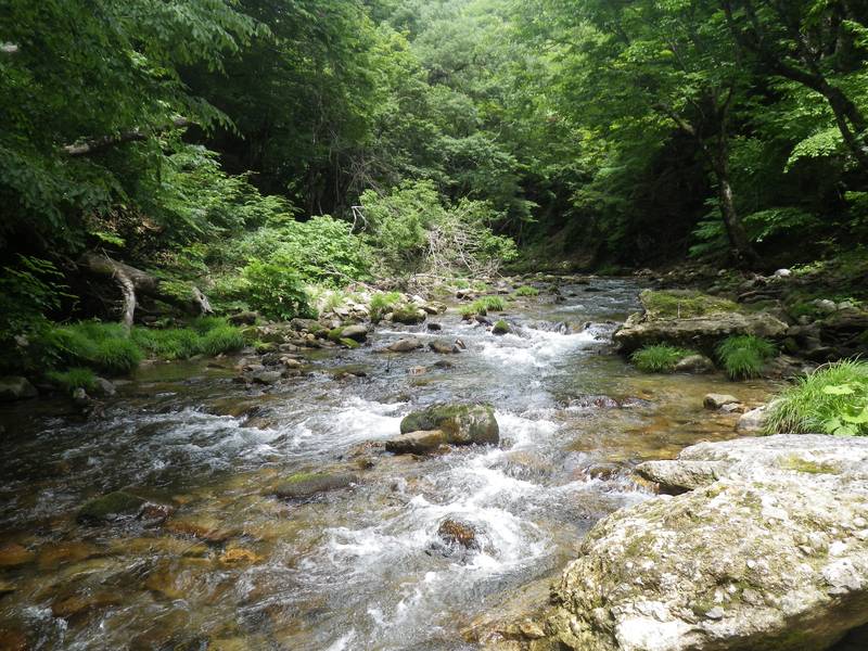 渓流釣り】どこに投げればイワナやヤマメは釣れる？【ポイント別