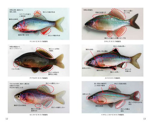 タナゴ釣りは今が面白い！ | つり人オンライン