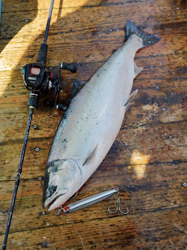 春の北海道積丹余市沖 船釣りサクラマス ジギング ホッケの大釣果報告 21年版 Northanglers