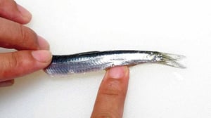 【カタクチイワシのさばき方】100均グッズで効率化！大量釣果の簡単な下処理