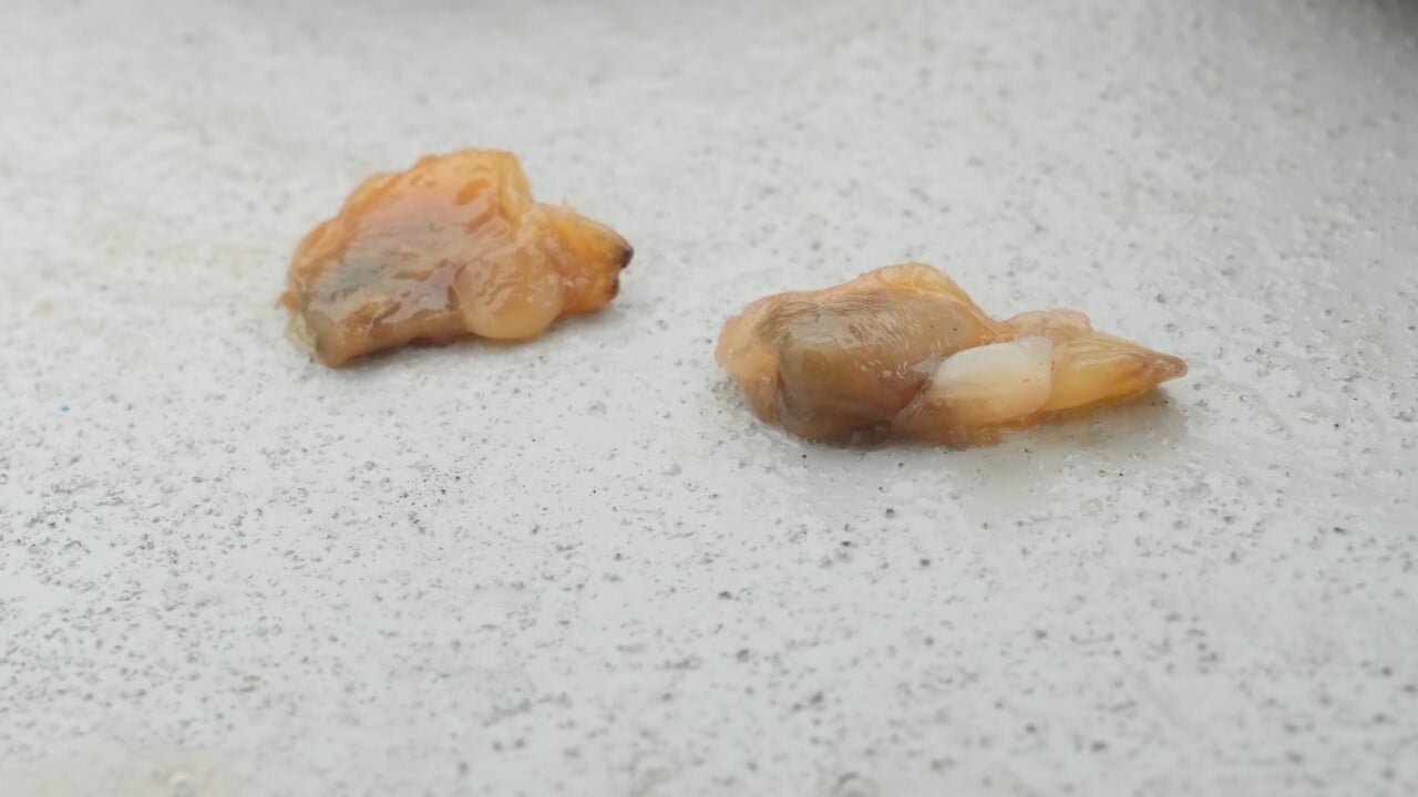 アサリの使い分け