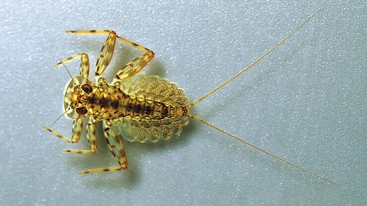 チョロムシ（ヒラタ）