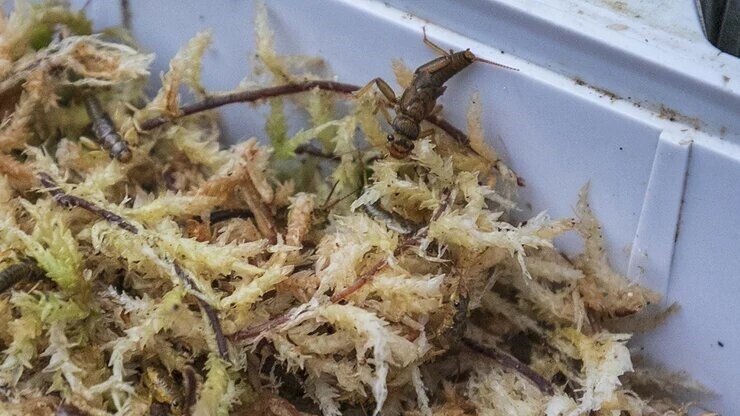 ミズゴケで川虫を活かす