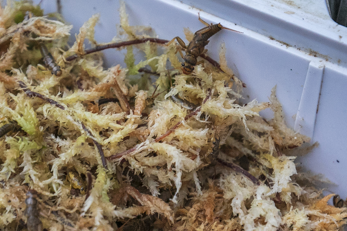 渓流、本流、餌入れ 釣り餌箱｜軽くて使いやすい渓流釣り用のエサ箱のおすすめランキング