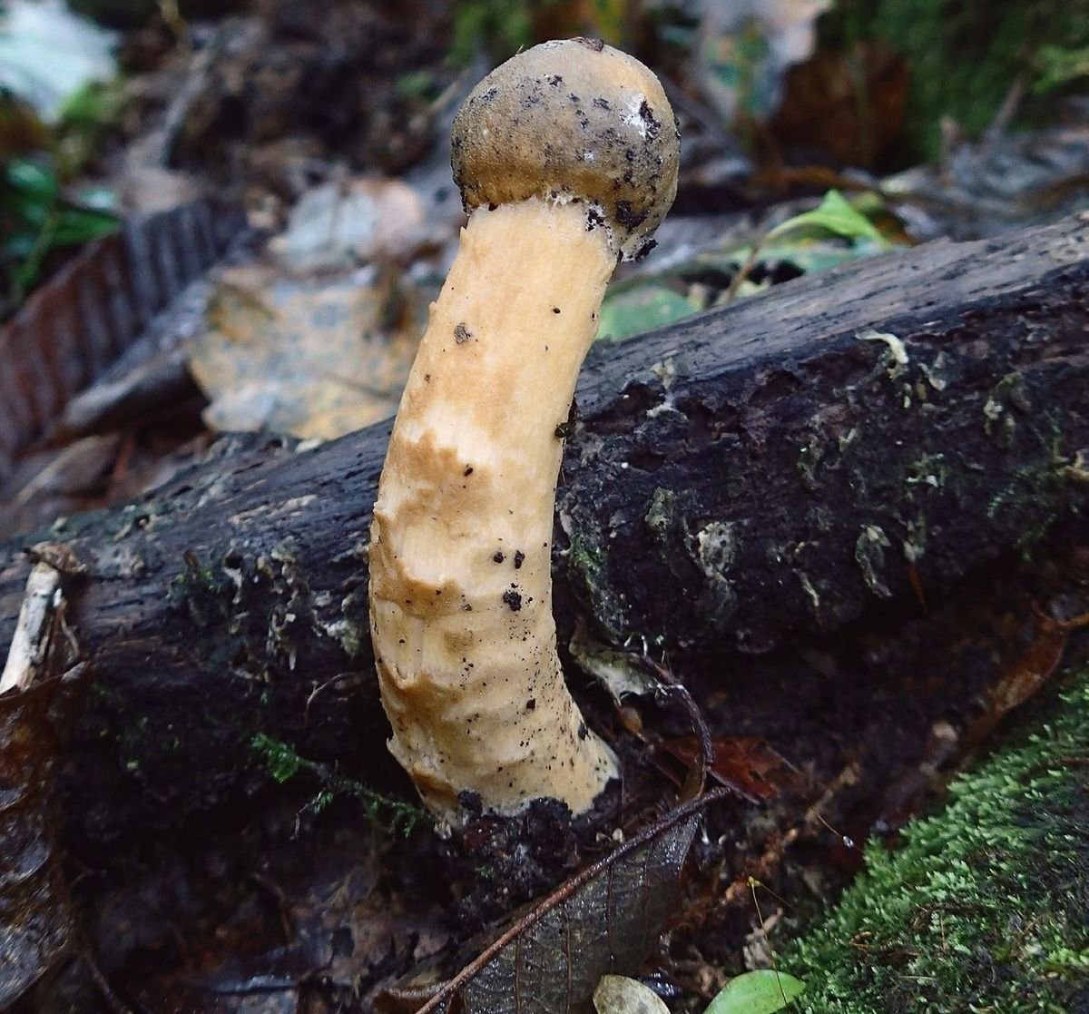 道端から奥山まで。採って食べて楽しむキノコとの生活はいかが? 前編/キノコの種類とキノコ狩りの心得
