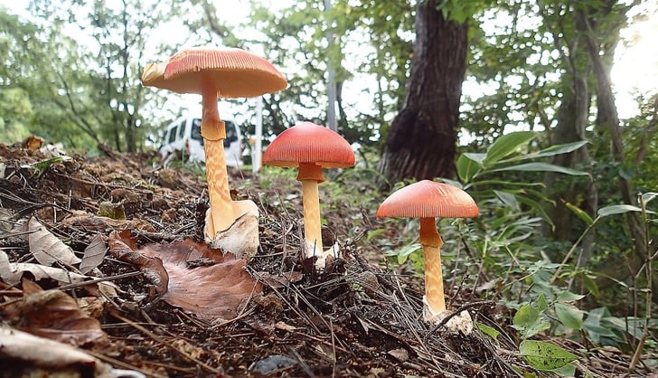 道端から奥山まで 採って食べて楽しむキノコとの生活はいかが 後編 キノコの生える場所 魚種別釣りガイド