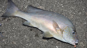 【コロダイの投げ釣り】近年急増の大物を攻略！釣れる時間帯・場所と仕掛け