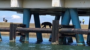 山から7km、海沿いの釣り場になぜクマが？森と海を繋ぐ「獣道」の正体