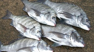 乗っ込みチヌを攻略する3つの条件｜ポイント選びは「溝」を探す