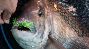 【マダイの生態】なぜタイラバで釣れる？科学で紐解く捕食の秘密