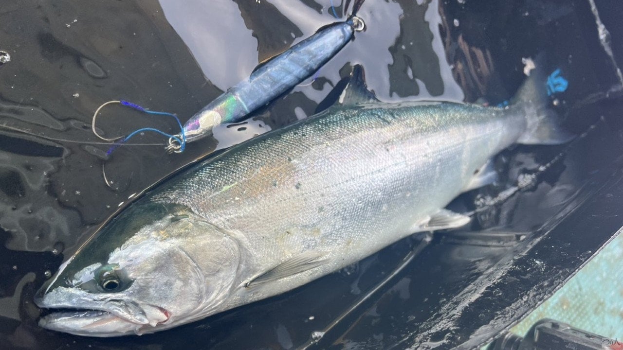 マスラッシュ武威でキャッチしたサクラマス