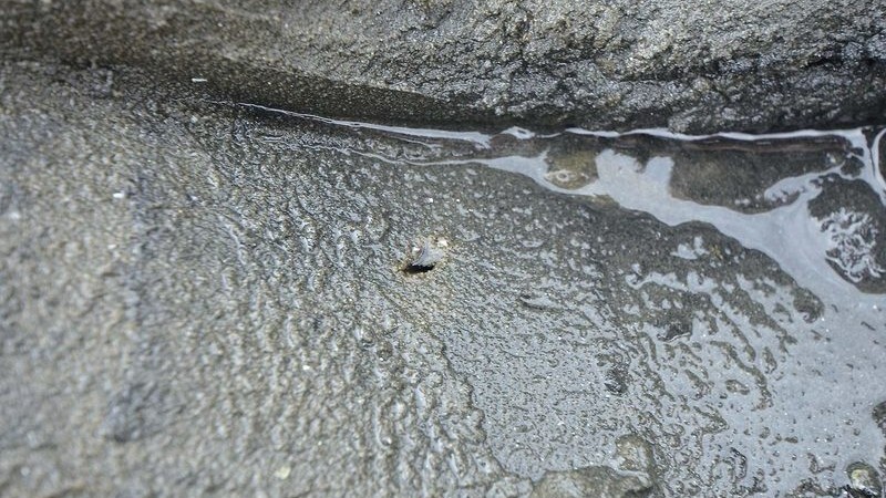 マテガイの巣穴