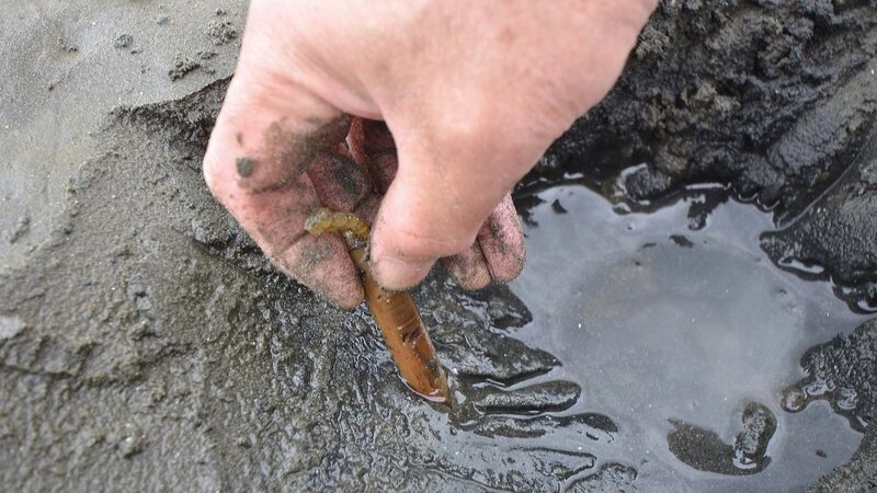 身ではなく「殻」をしっかりと掴む