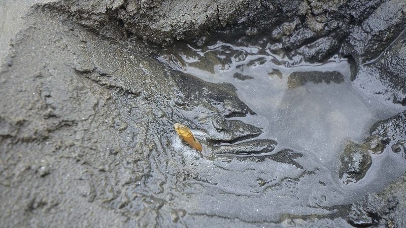 潮が満ちてきたと勘違いしたマテガイがビックリして飛び出してくる