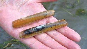 穴からニョッキっと飛び出す？マテ貝の潮干狩りを名人に教わる