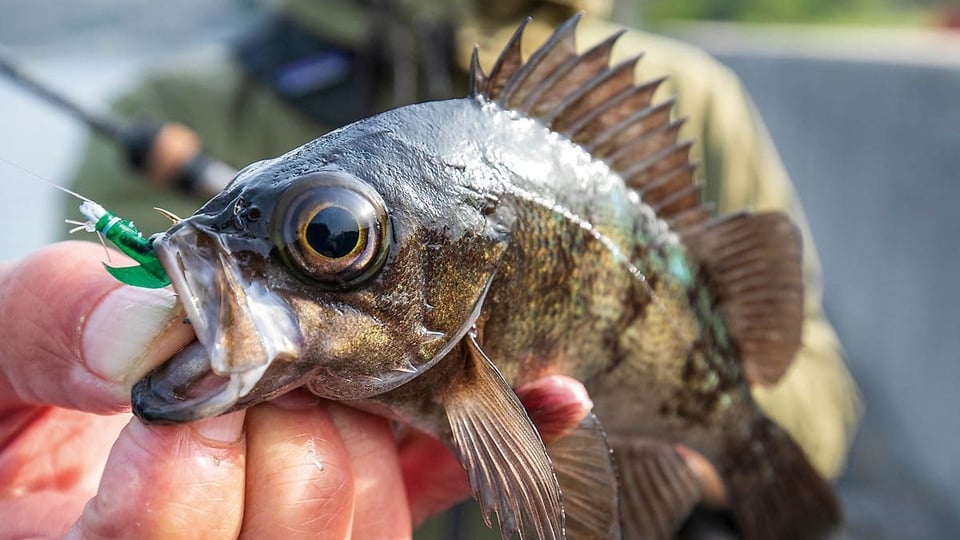 昼でもメバルが劇的に釣れるルアーとは？名手が教えるデイメバリング