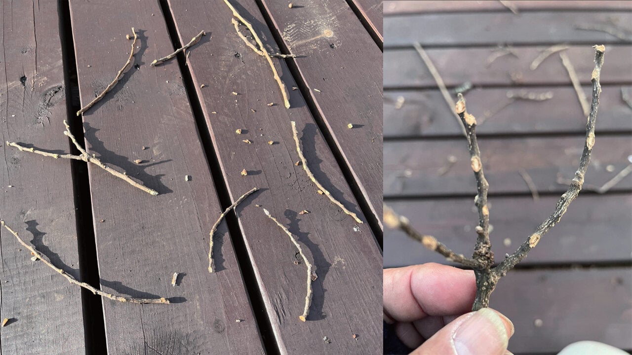 ムササビが木の芽を食べたもの