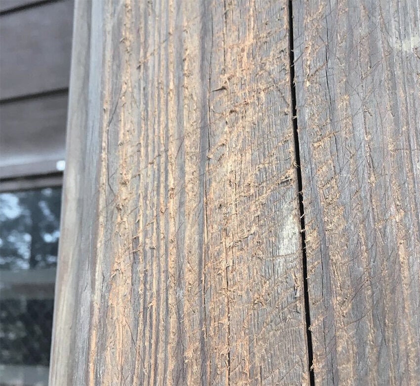 建物の柱に残ったムササビの爪痕