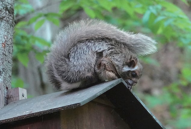 ムササビ