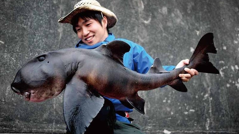 ネコザメ