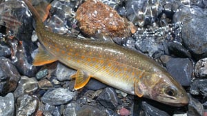 日本のイワナ全6亜種。専門家が解説する種類と特異な生態