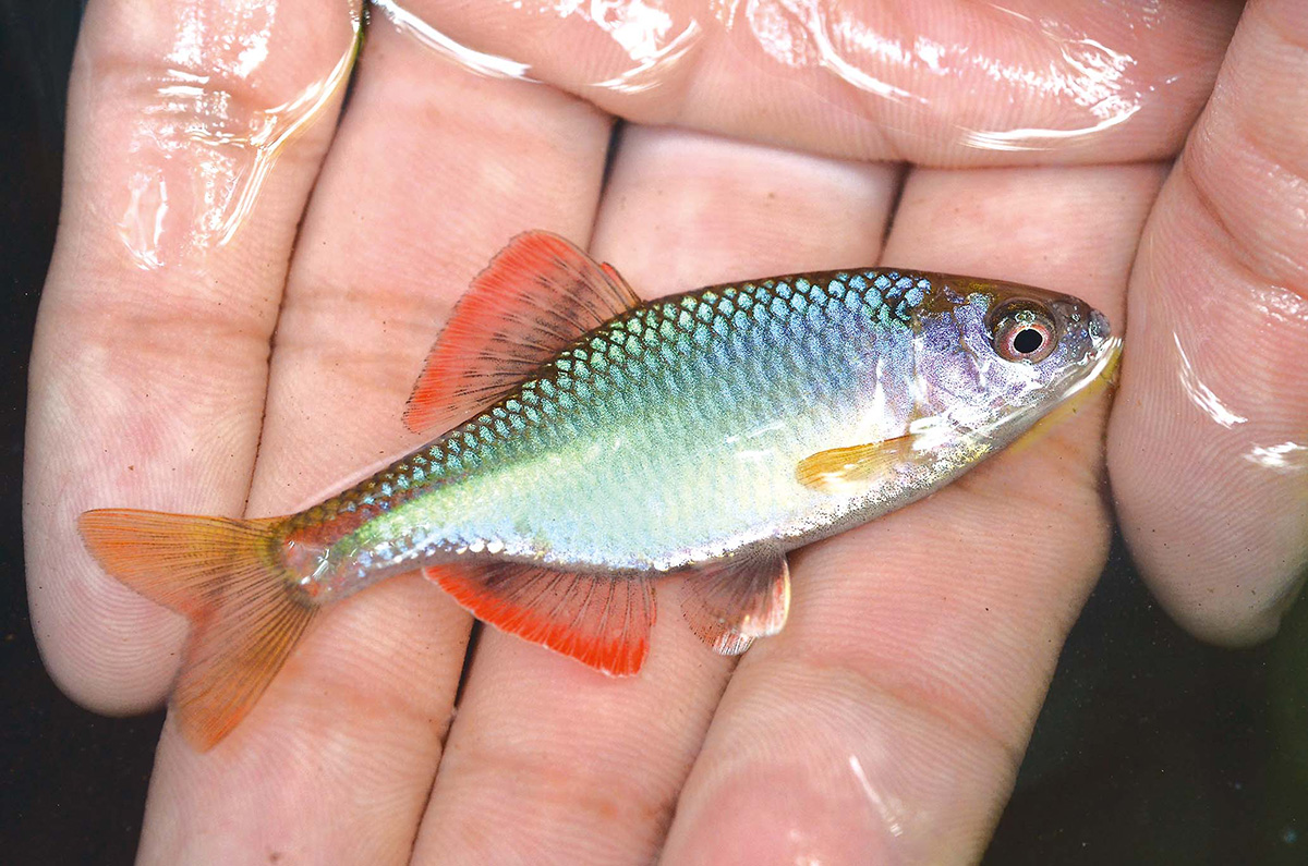 秋の小川で出会える小魚 前編 | 魚種別釣りガイド