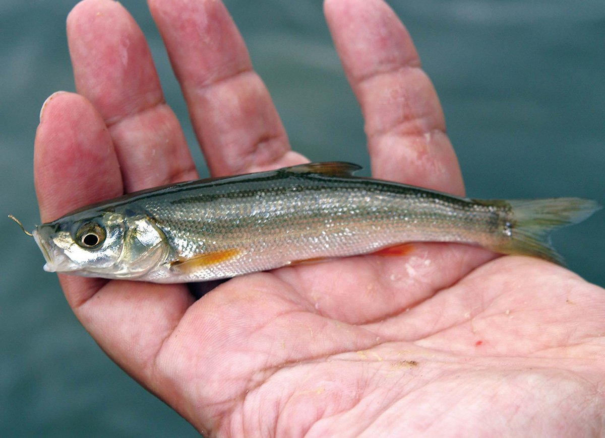 秋の小川で出会える小魚 前編 | 魚種別釣りガイド