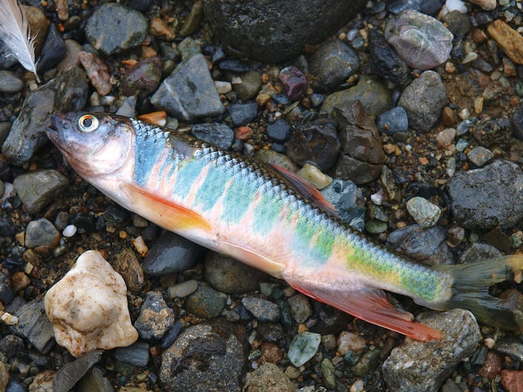 秋の小川で出会える小魚 後編 魚種別釣りガイド 秋の小川で出会える小魚 後編 魚種別釣りガイド