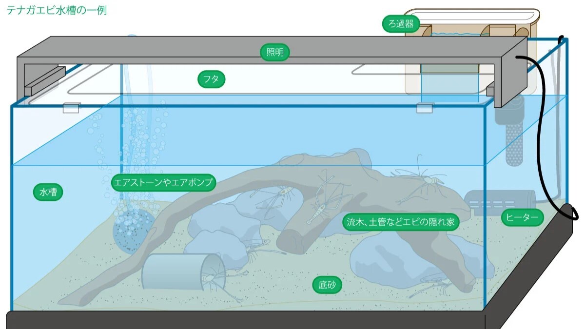 テナガエビ飼育に必要な道具一式