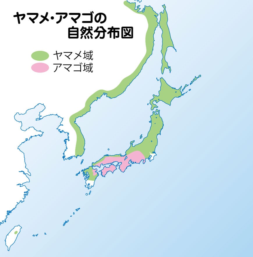 渓流釣りの網ヤマメ、アマゴ 頑張って藪漕ぎしたら…尺アマゴががが！【渓流釣りルアー