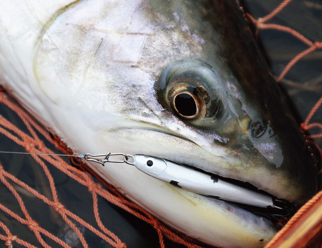 メタルジグで釣れたアメマス