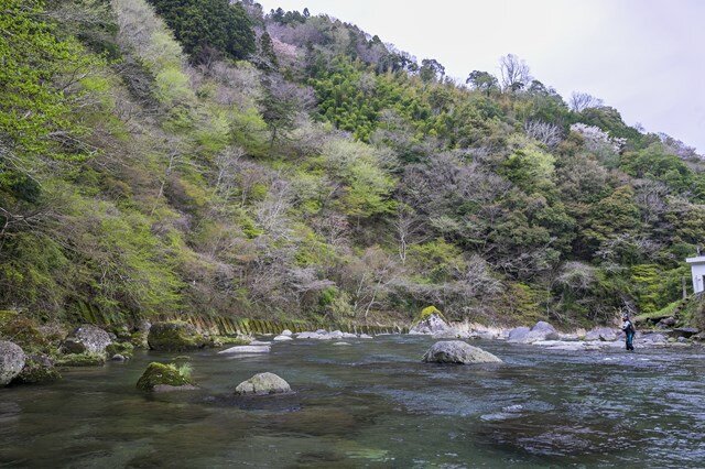 春雨による水温低下