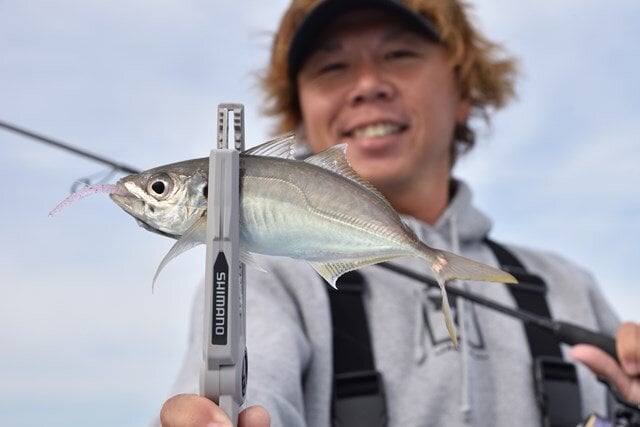 半日船でアベレージ25cm ほどのアジが30 尾という釣果に大満足。それでも釣る人はバチコンで3 ケタを超えており、「同じ船中でもやっぱり差が出るんですよね～。そこが面白いところです」と吉岡さん