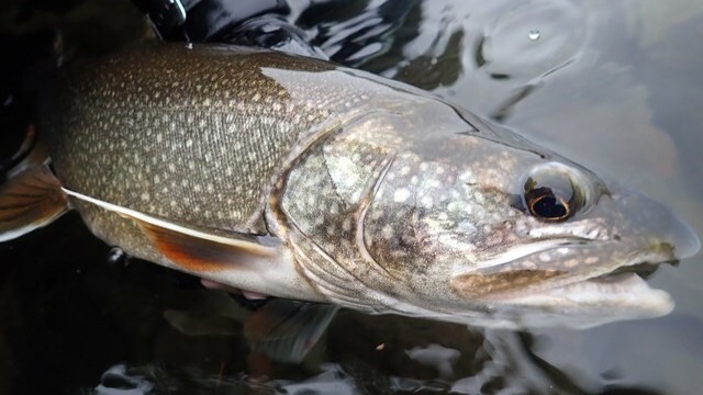 レイクトラウトの聖地・中禅寺湖で縦軌道ルアーが炸裂 | つり人オンライン