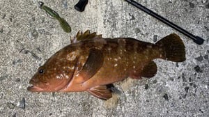アジが釣れる時間に、アコウ（キジハタ）も釣れる？瀬戸内・しまなみのロックフィッシュ