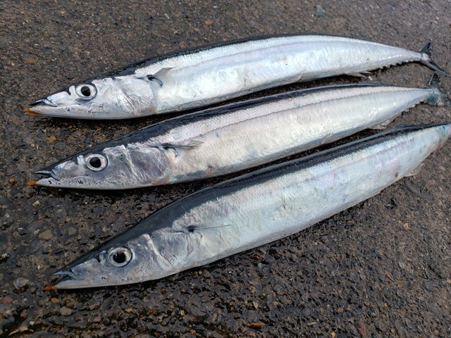 北海道】サンマの釣り方│釣果を伸ばすコツなど解説 | undefined