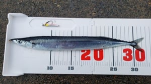 【北海道】サンマ釣りの場所・時期・仕掛け｜ジグサビキとルアーで数を伸ばす方法