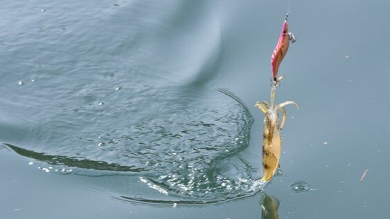 大分県／鶴見半島 秋イカのサイトフィッシング指南 | つり人オンライン