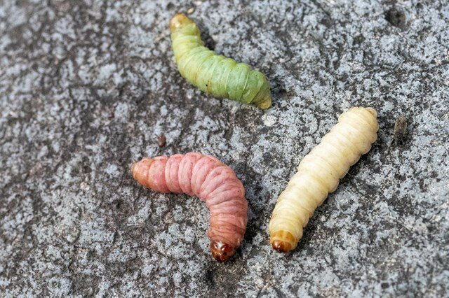 ブドウムシを活かすガン玉の使い分け