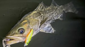 【多摩川河口のシーバス】釣れるポイントの見極め方と秋の大型パターン