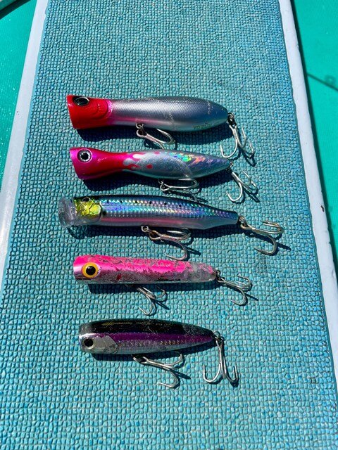 静岡県／西伊豆 楽しすぎた！シイラのトップウォーターゲーム | つり人