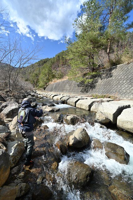 桂川水系は人工構造物が目立つ。敬遠する人も多いが、そんな場所でもヤマメは泳いでいる