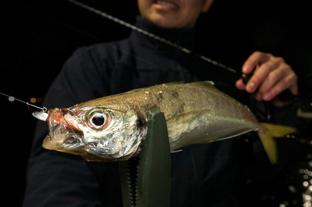 アジング】ジグ単操作の基礎知識 | 魚種別釣りガイド