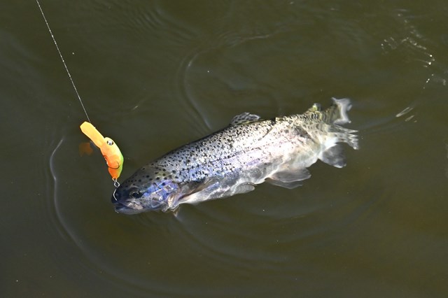 クランクベイトから始めるエリアトラウト入門│Q＆A方式で解説 | つり