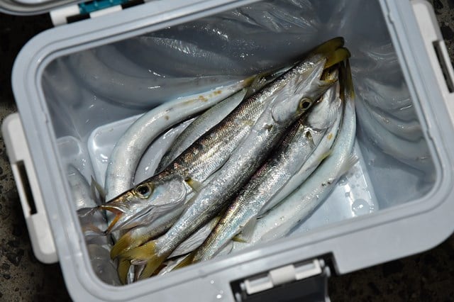 カマス